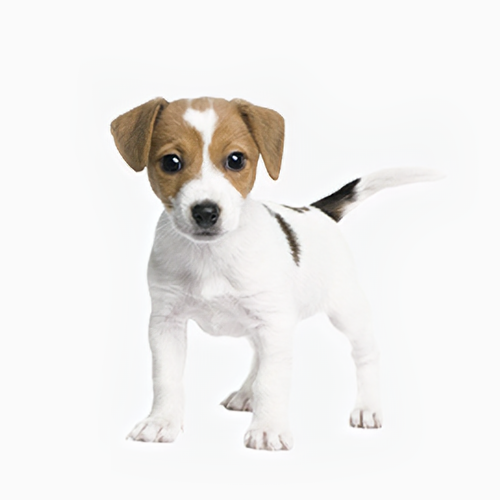 Dog Jack Russell Terrier Scarlett 3 months