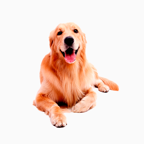 Dog Golden Retriever Woody 3 years 6 months