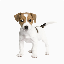 Dog Jack Russell Terrier Scarlett 3 months