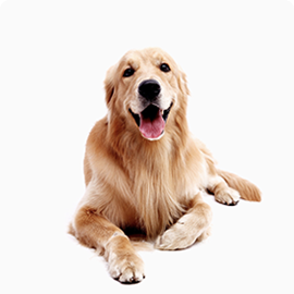 Dog Golden Retriever Woody 3 years 6 months